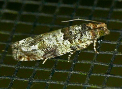 Pseudexentera knudsoni