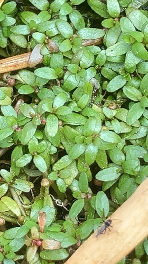 Foto de Pimenta-d'água