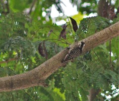 Yungipicus moluccensis