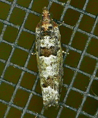 Pseudexentera knudsoni