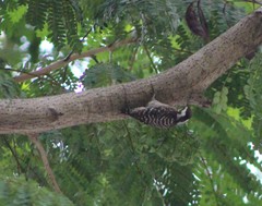 Yungipicus moluccensis