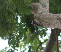 Yungipicus moluccensis