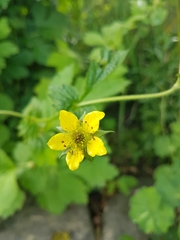 Geum urbanum