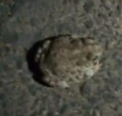 Anaxyrus compactilis