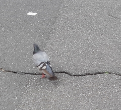Columba livia domestica
