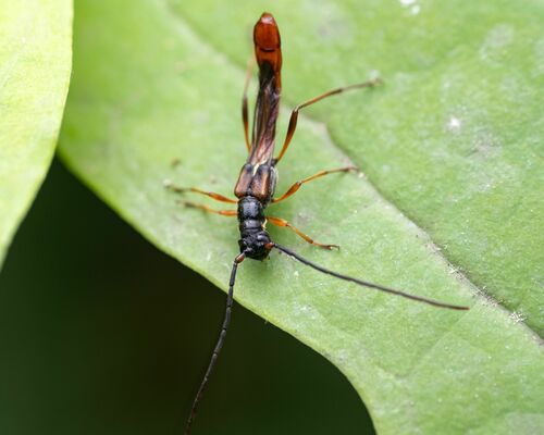 Slender Long-horned Beetle photo 5