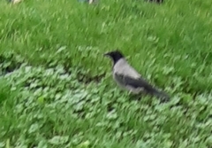 Corvus cornix