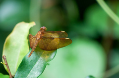 Neurothemis fulvia