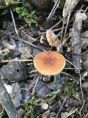 Hypomyces armeniacus