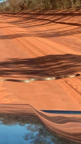 Black-headed Python sighting