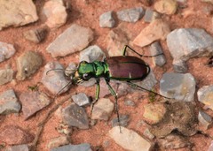 Cicindela splendida