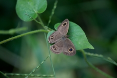 Ypthima baldus