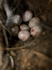 Poecile atricapillus