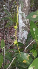 Lupulina