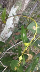 Lupulina