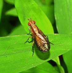 Trypetoptera canadensis