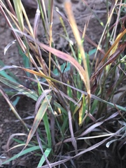 Monocymbium ceresiiforme