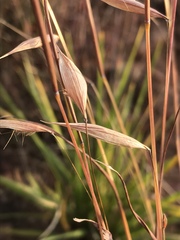 Monocymbium ceresiiforme