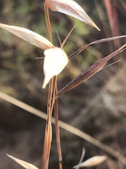 Monocymbium ceresiiforme