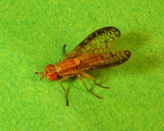Trypetoptera canadensis