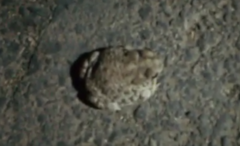 Anaxyrus compactilis