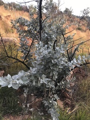 Brachylaena rotundata