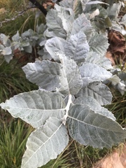 Brachylaena rotundata