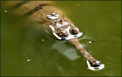 Gavialis gangeticus