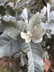 Brachylaena rotundata