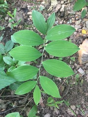 Uvularia sessilifolia
