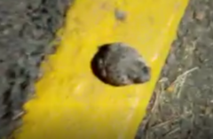 Anaxyrus compactilis