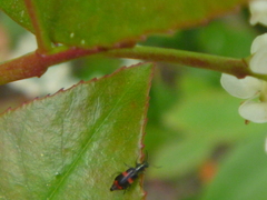Anthocomus fasciatus
