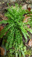 Asplenium viride image