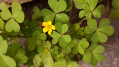 Oxalis corniculata
