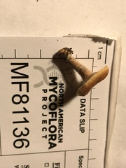 Hypomyces armeniacus