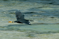 Egretta garzetta dimorpha