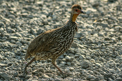 Pternistis leucoscepus