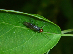 Pterygota