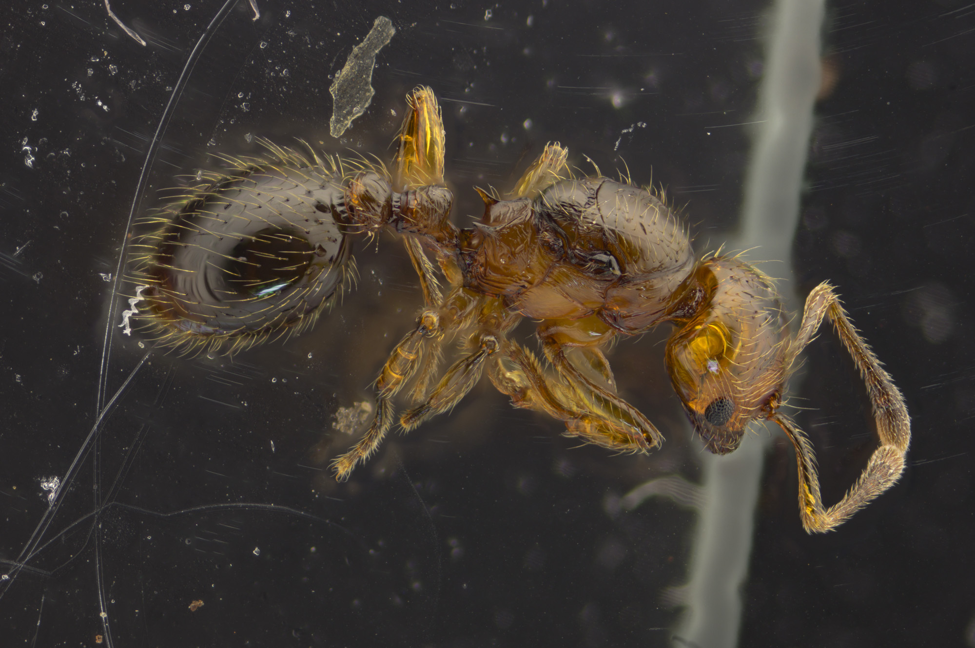 Chelaner sculpturatus