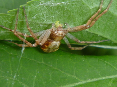 Philodromus