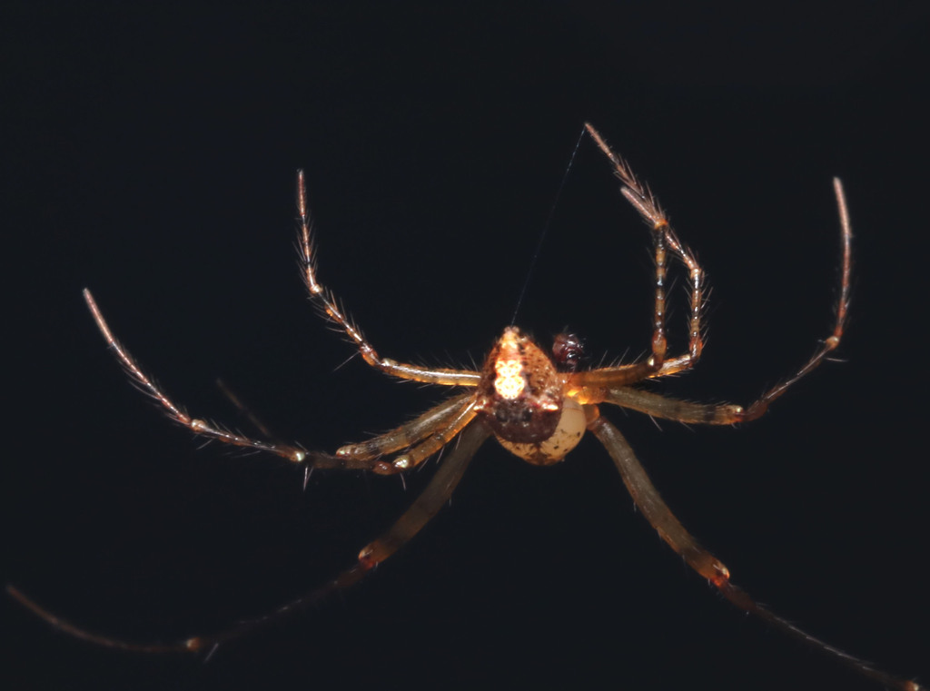 Australasian Pirate Spiders in June 2024 by juliegraham173 · iNaturalist