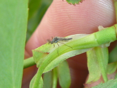 Diptera