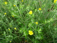Potentilla argentea