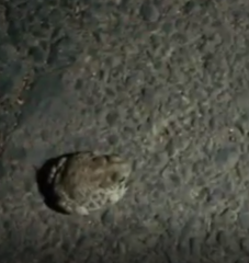 Anaxyrus compactilis