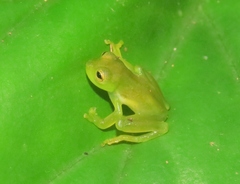 Teratohyla spinosa
