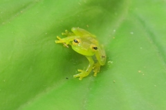 Teratohyla spinosa