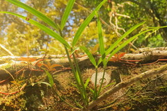 Scaphyglottis minutiflora