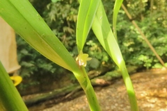 Scaphyglottis minutiflora