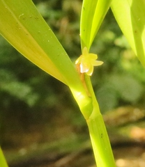 Scaphyglottis minutiflora