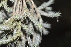 Tillandsia tricholepis, photograph E Santos Ortega, CC BY, iNaturalist via GBIF